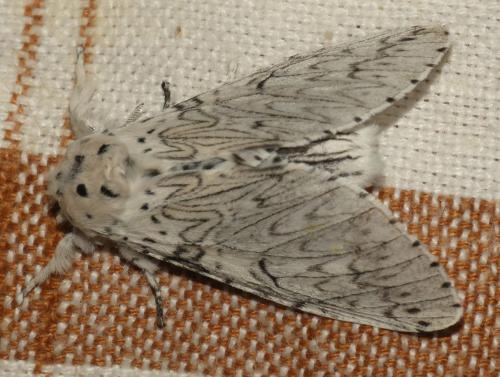 Cerura erminea